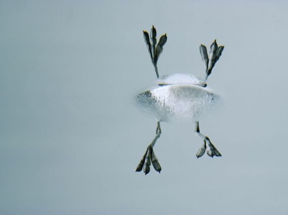 Lobed Phalarope feet (Bates Littlehales at NGS)