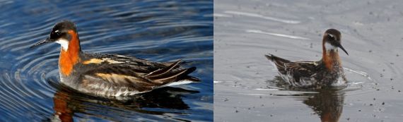 Red-necked Phalarope female & male, Lake Myvatn, Iceland (Joyce Waterman)