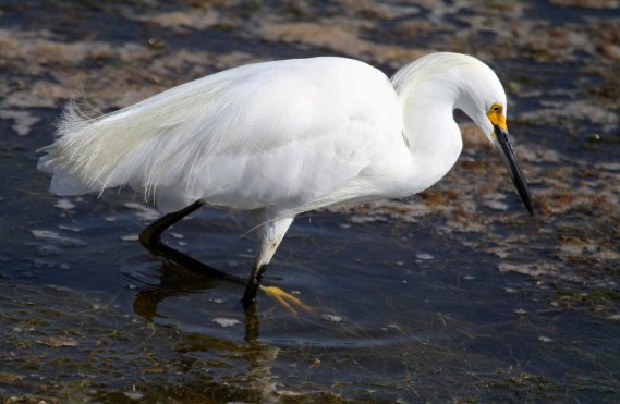  Snowy Egret (Joyce Waterman 8-28-16)