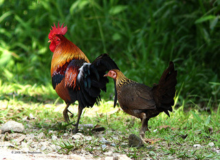 Red Junglefowl pair in forest (John Ascher)