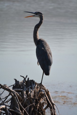 Great Blue Heron - is he laughing? (Grace Murayama 8-28-16)