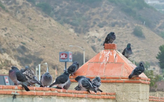 Rock Pigeons on man-made cliffs (Chuck Bragg 9-25-11)