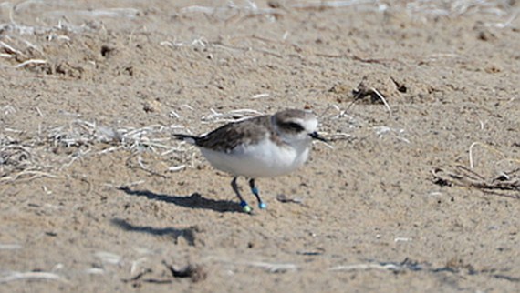 Snowy Plover AA:BL (Grace Murayama 8-28-16)