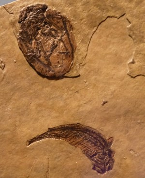 Pterosaur egg (top) & fish (Doug Waterman 8-10-16)