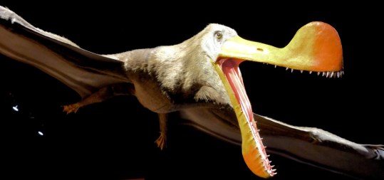 Anhanguera blittersdorffi in flight (Doug Waterman 8-10-16)