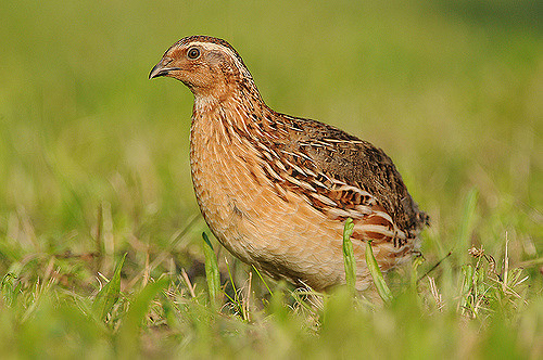 Common or European Quail (Jan Svetik)