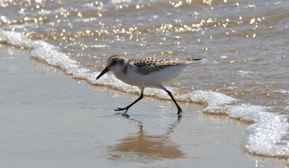 Sanderling (Larry Loeher 8-28-16)