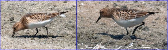 Baird's Sandpipers (Kirsten Wahlquist, both photos 8-28-16)