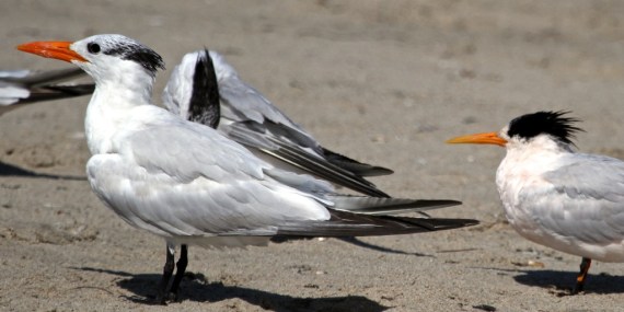 Royal Tern adult (J. Waterman 8-28-16)
