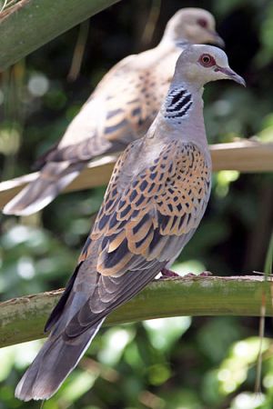 European Turtle-Dove (Wikipedia)