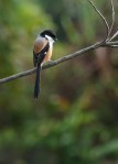 072708 107590 Ambua Long Tail&nbsp;Shrike1