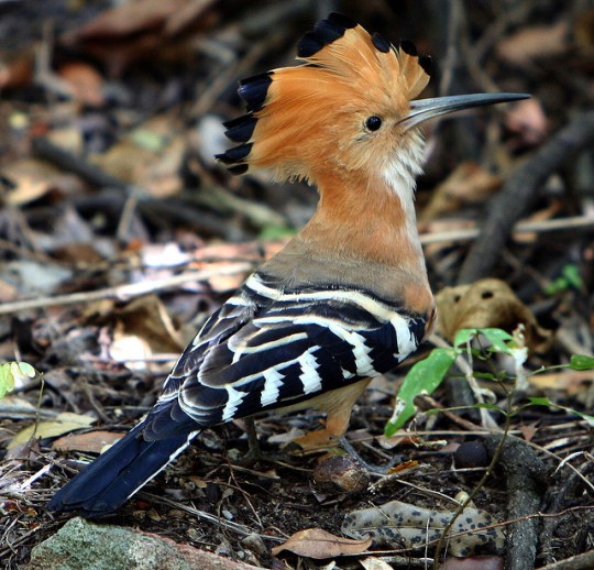 Madagascar Hoopoe -Upupa marginata (Matthew Golding - Flickr)