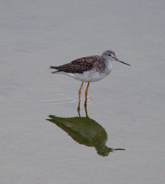 Greater Yellowlegs L.A. River J. Waterman 8/27/2016