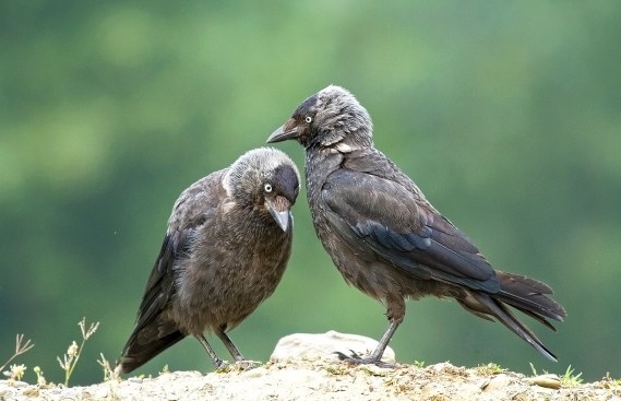 Jackdaws, India (Wikia)