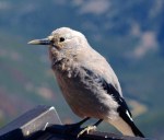 Nutcracker Clarks 4_J Waterman_P9196325_R1024