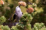 Clarks Nutcracker