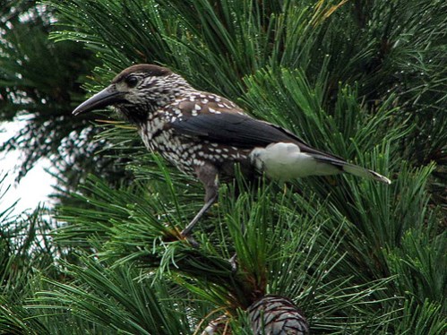 Eurasian Nutcracker, Manzushir Khiid, Mongolia (Dreaming of Danzan Ravjaa, January 2009)