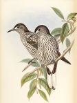 Nutcracker Kashmir_Nucifraga_multipunctata_John Gould&nbsp;paint