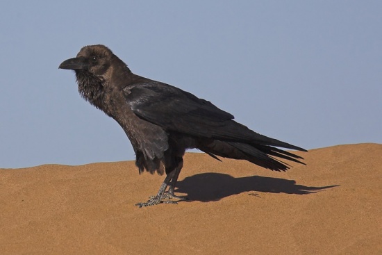 Brown-necked Raven, Hamada du daa, Morocco (Momo, Feb. 2007)