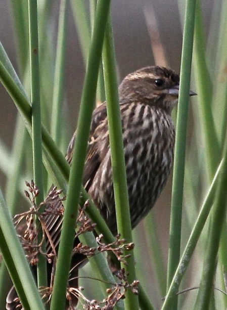 Female Red-winged Blackbird skulks in the reeds (J. Waterman 10-23-16)