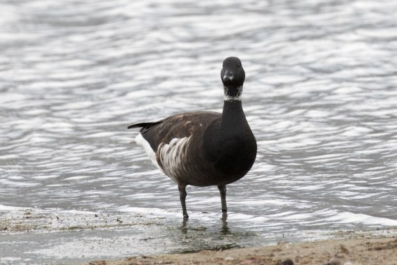 Brant looks quite regal (Randy Ehler 10-23-16)