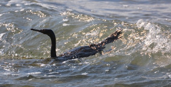 Pelagic Cormorant (G. Murayama 9-11-16)
