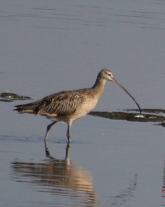 Long-billed Curlew (J. Waterman 10-8-16)
