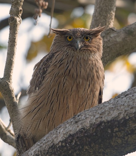 Brown Fish Owl Ketupa zeylonensis; Corbett NP, Uttarakhand, India (Koshy Kosny - Wikimedia Commons)
