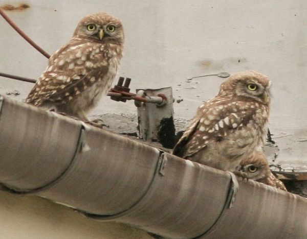 Little Owl Athene noctua, Warsaw, Poland (Artur Mikolajewski - Wikimedia Commons)