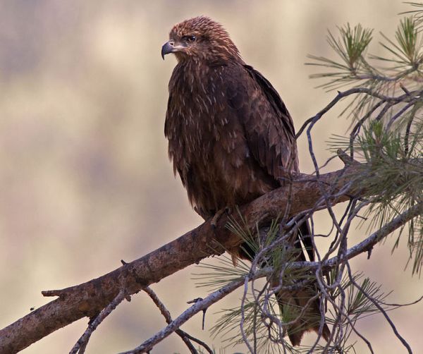 Black Kite Milvus migrans, Upper Galilee (Artemy Voikhansky - Wiki Commons)