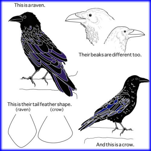 You need never be confused again (Camara Miller - Highline Online)