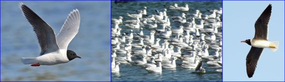 Gulls: Little, Black-headed, White-eyed (all Wiki Commons)
