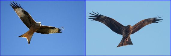 Kites: Red & Black (both WikiCommons)