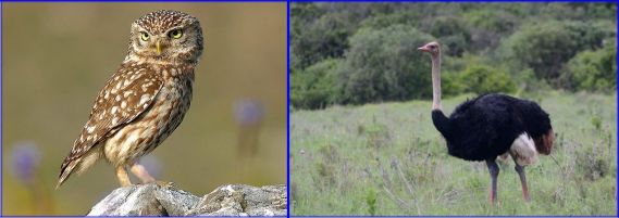 Compare and Contrast (Both Wiki Commons) Little Owl Ostrich