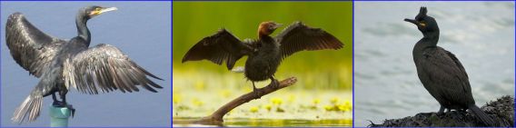 Cormorants in Israel (Wiki Commons) Great Cormorant Pygmy Cormorant European Shag