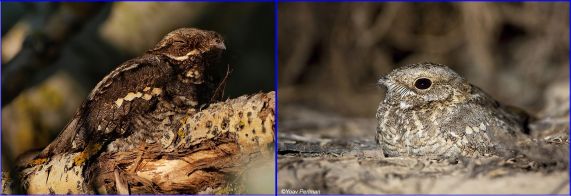 European Nightjar & Nubian Nightjar (Wiki Commons)