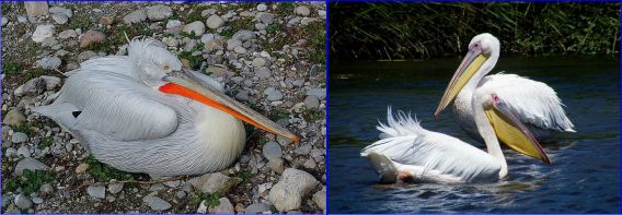 Pelicans available in Israel (both Wiki Commons) Dalmatian Great White