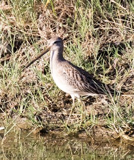 Long-billed Dowitcher (R Ehler 9-25-16)