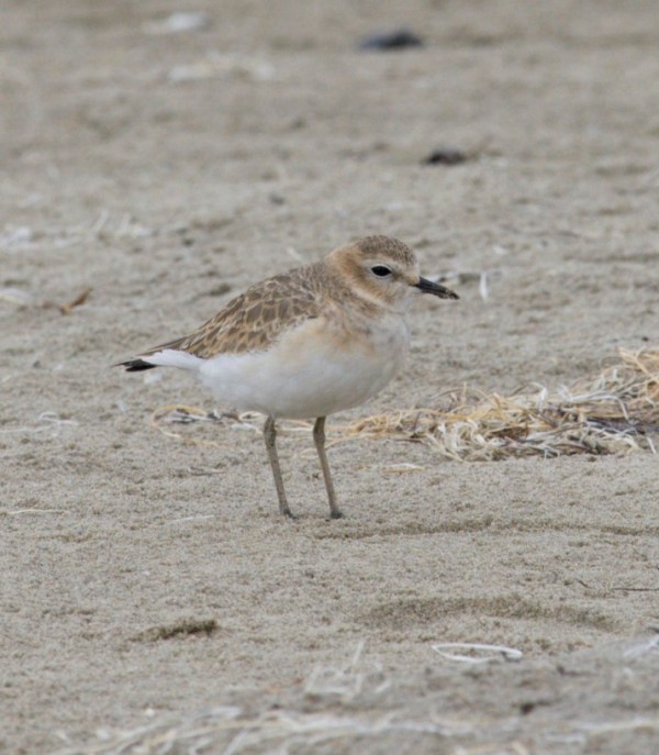 Mountain Plover Malibu Lagoon 10/23/2016 John Olson