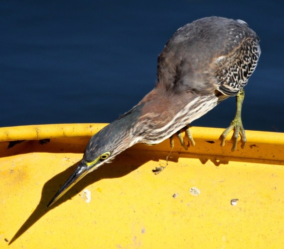 Green Heron (J. Waterman 10-8-16)