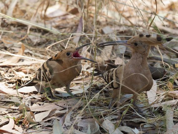 Hoopoe feeds the young one, Israel (Artemy Voikhansky - Wiki Commons)