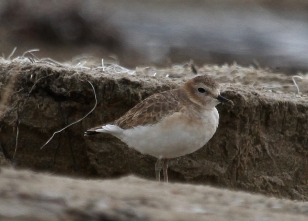 Mountain Plover Malibu Lagoon 10/23/2016 Joyce Waterman