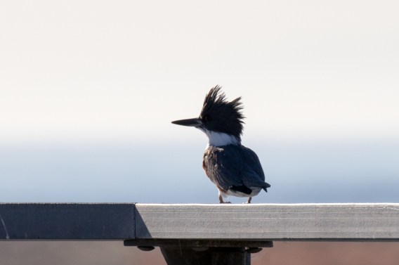 Belted Kingfisher on PCH Bridge (R Ehler 9-25-16)