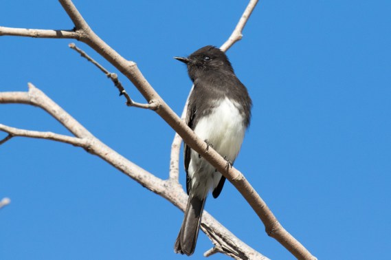 Black Phoebe scouts for a fly (R Ehler 9-25-16)