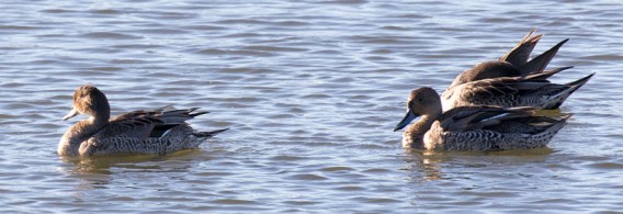 Northern Pintail trio (R Ehler 9-25-16)