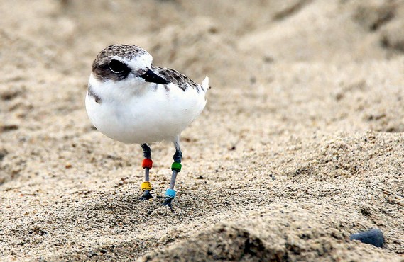 Snowy Plover GA:OY (B. Crowe 9-25-16)