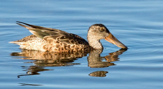 Northern Shoveler female (R Ehler 9-25-16)