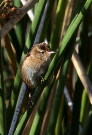 Marsh Wren visits again (J. Waterman 9-17-16)