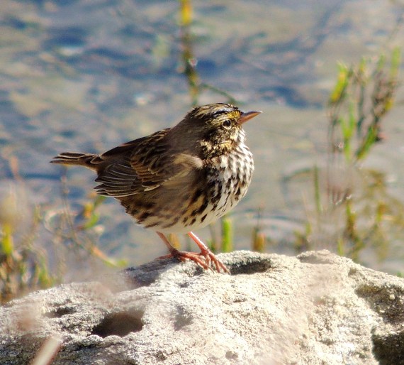 Belding's Savannah Sparrow, Ballona Lagoon 11/19/16 Nancy Conner