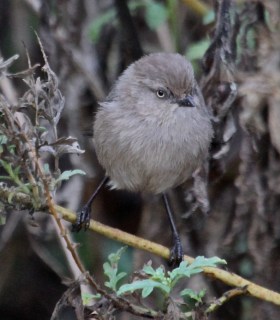 Female Bushtit has a yellow eye (J. Waterman 11-27-16)
